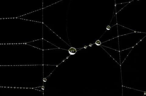 Drops on the web Stock Photos