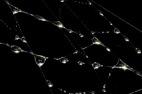 Drops on the web Foto stock