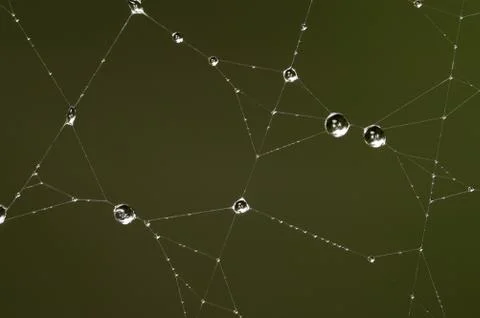 Drops on the web Stock Photos