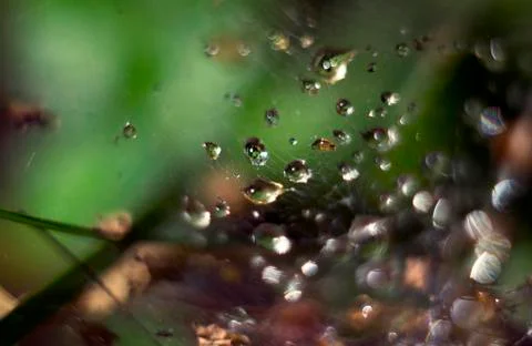 Drops on the web Фото
