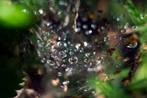 Drops on the web Stock Photos