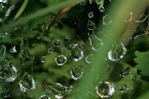 Drops on the web. Stock-Fotos