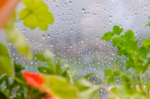Drops on the Window Stock Photos
