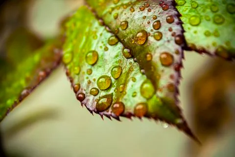 Drops on a young rose leaf Stock Photos