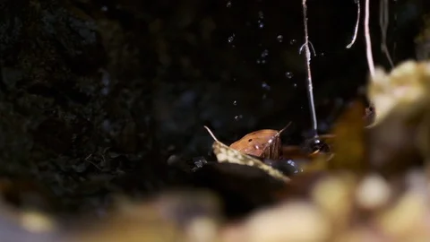 Drops4261Water dripping down on a cold rock with leaves. Slow motion Stock Footage 127854281