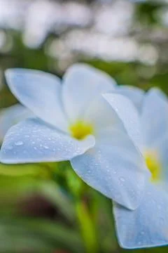 The,Drops,Of,The,Rain,On,Blue,Leaf,At,The Stock Photos