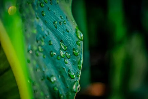The,Drops,Of,Rain,On,The,Wide,Leaf Stock Photos