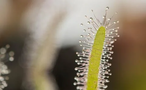 Drosera Capensis alba close-up view. Stock Photos