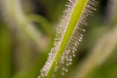 Drosera Capensis alba close-up view. Stock Photos