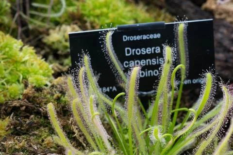 Drosera Capensis alba close-up view. Stock Photos