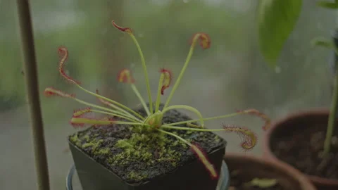 Drosera Capensis, Carnivorous Plant Stock Footage 162276231