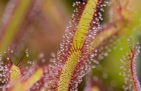 Drosera Capensis close-up view. Stock Photos