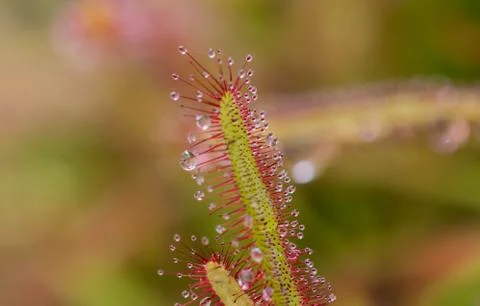 Drosera Capensis close-up view. Stock Photos