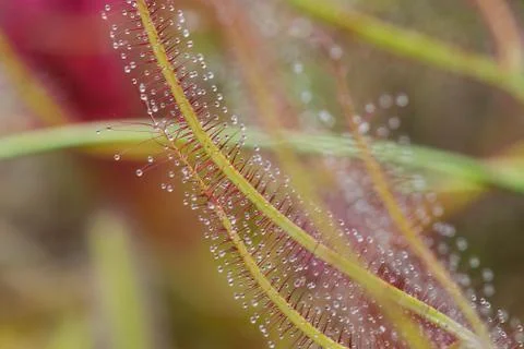 Drosera Capensis close-up view. Stock Photos