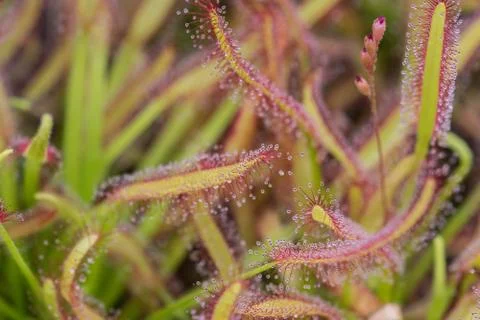Drosera Capensis close-up view. Stock Photos