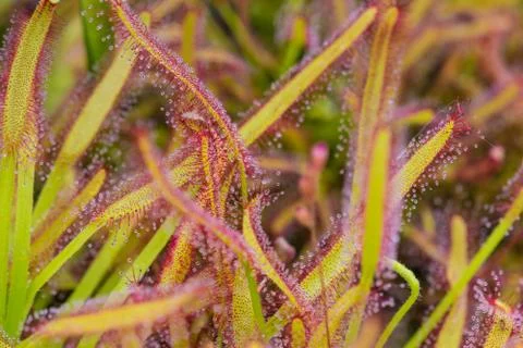 Drosera Capensis close-up view. Stock Photos
