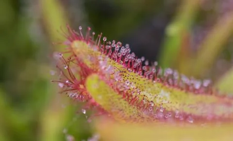 Drosera Capensis close-up view. Stock Photos