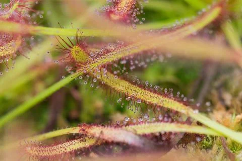 Drosera Capensis close-up view. Stock Photos