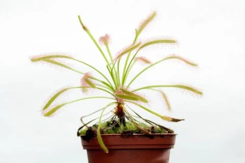 Drosera capensis Stock Photos
