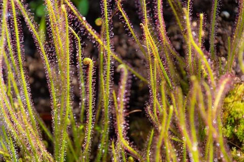 Drosera filiformis, close-up. the thread-leaved sundew. insectivorous herb. Stock Photos