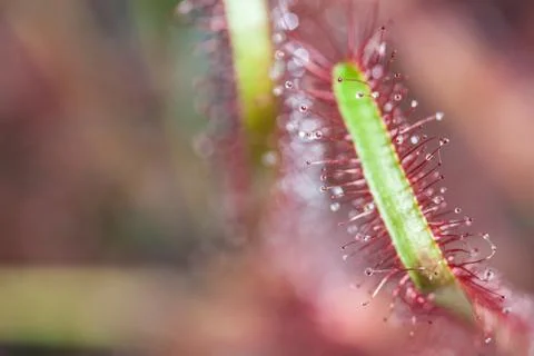 Drosera macro Stock Photos