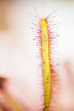 Drosera Stock Photos