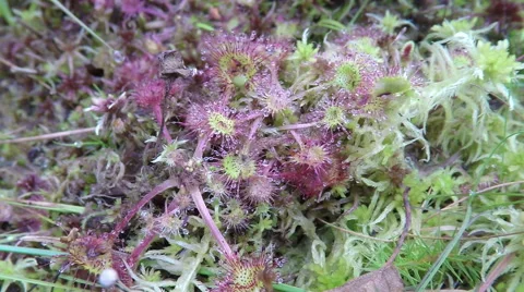 Drosera - sundew rack focus 스톡 동영상 68662549