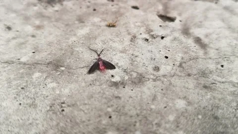 Drosicha corpulenta Insect. Stock Footage 336792899