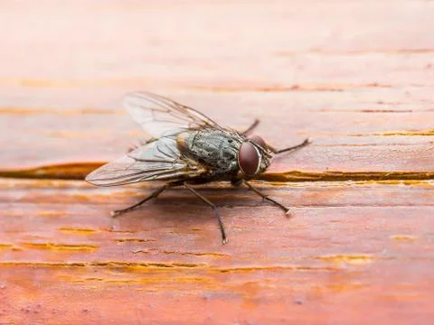 Drosophila Fly Insect on Wooden Wall Stock Photos