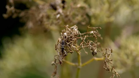 Drosophila fly on a leaf Stock Footage 97958474