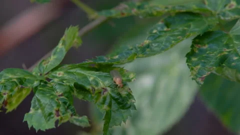 Drosophila fly on a leaf Stock Footage 97996712