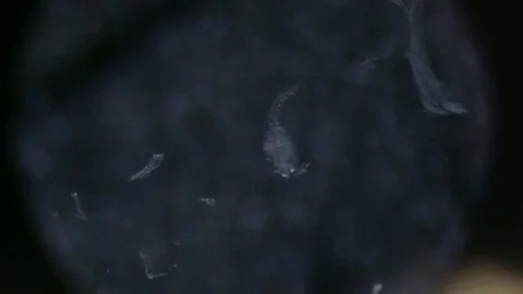 Drosophila laboratory under a microscope close-up Video stock 75309423