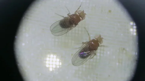 Drosophila laboratory under a microscope Vídeo Stock 75312097