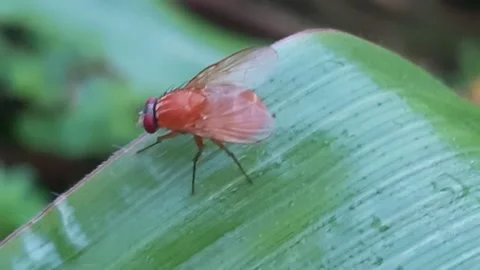 Drosophila melanogaster Stock Footage 171869650