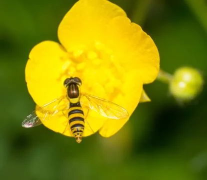 Drosophila Stock Photos