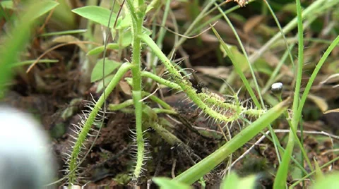 Drossera Stock Footage 29999041