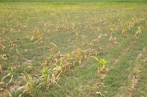 Drought-affected cornfield with dry, withered plants and sparse green patch.. Stock Photos