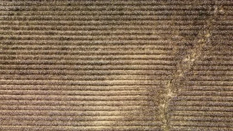 Drought affected cotton Stock Footage 250884148
