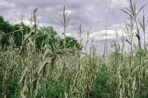 Drought and dry corn fields with blue sky, green corn fields with stalks and  Stock Photos