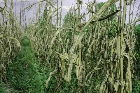 Drought and dry corn fields with blue sky, green corn fields with stalks and  Stock Photos