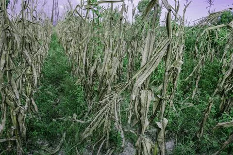 Drought and dry corn fields with blue sky, green corn fields with stalks and  Foto stock