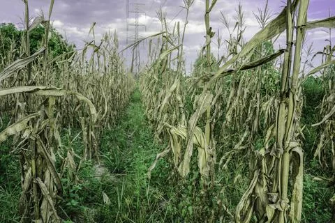 Drought and dry corn fields with blue sky, green corn fields with stalks and  Stock Photos