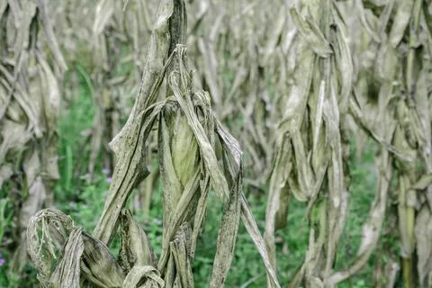 Drought and dry corn fields with blue sky, green corn fields with stalks and  Stock Photos
