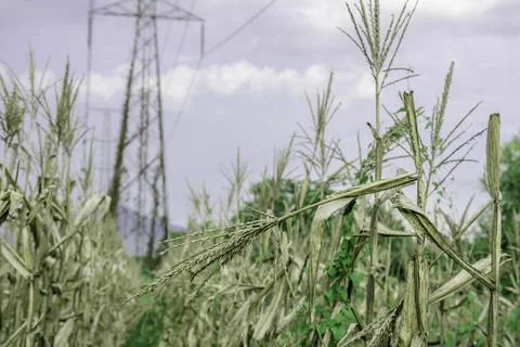 Drought and dry corn fields with blue sky, green corn fields with stalks and  Stock Photos