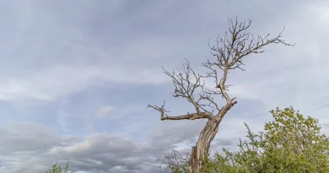 Drought and revival in spring Stock Footage 241331761