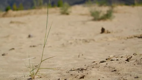Drought and sand, dead trees and dust storms, Stock Footage 243098073
