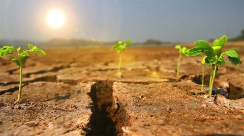 Drought in Asia Video stock 52548220