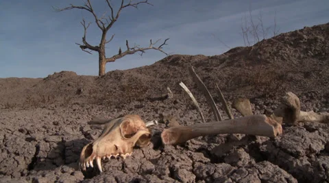 Drought Bones Dead Tree Stock Footage 33650177
