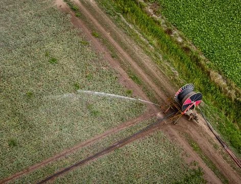Drought causes problems for arable farming in The Netherlands, Dodewaard - 07 Au Photos