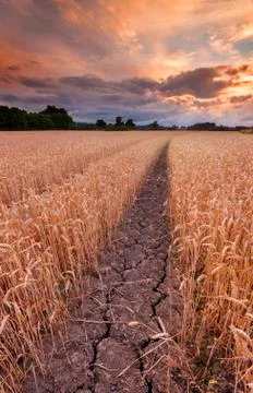 Drought causing cracked mud in wheat field Foto stock